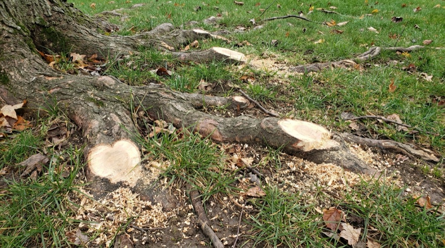 Tree surface roots ground flush with the lawn